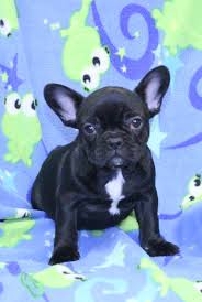 In this video, i'm going to show you a puppy training schedule by age, so you can plan your training sessions with your new puppy! Nj Puppy Store Bergen County 201 773 8280 Dog Njpuppystore Contact
