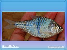 We did not find results for: Nama Binatang Dari Huruf D Nama Gambar Binatang Binatang Ikan Gambar