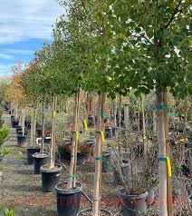 Image result for Sapium