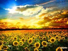 10 melhores ideias de campo de girassol girassol flores do sol campos de girassol campo de girassol
