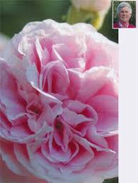 Check spelling or type a new query. Highly Recommended The Experts Favourite Roses South Africa