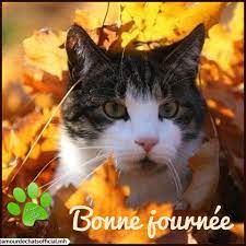 AMOUR De CHATS 2 - BONJOUR BONJOUR LES ZAMIS.. JOLI MARDI ..BELE JOURNEE A  TOUS GROS BISOUS <3 MH | Facebook
