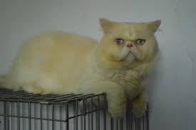 Sama dengan persia medium dan persia flatnose, yang pertama dilihat dari hidungnya. Rumah Kucing Perbedaan Kucing Persia Flatnose Dan Peaknose