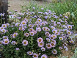 Image result for Erigeron steudelii