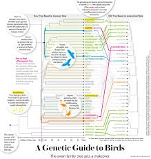 First, you should start by gathering all the family history records available to you, including photographs, birth, death, and marriage certificates. The Bird Family Tree Gets A Makeover Scientific American