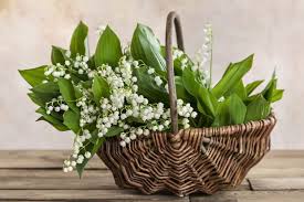 Dernière mise à jour : Les Plus Belles Photos De Muguet A Envoyer Pour Le 1er Mai