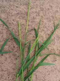 Image result for Stipularia africana