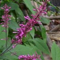 Image result for Odontonema callistachyum