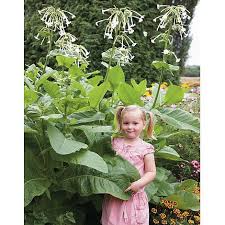 Maybe you would like to learn more about one of these? Nicotiana Sylvestris Seeds Thompson Morgan