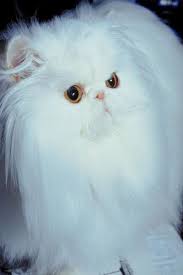 Allergy Symptoms To Long Haired Cats Persian Cat White Long Haired Cats Cats
