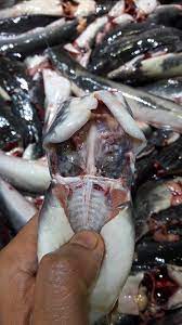 Di video kali ini saya nak kongsikan cara bagi makan ikan keli agar cepat besar dapatkan. Buang Bahagian Kecil Ini Waktu Bersihkan Ikan Keli Barulah Tak Rasa Hanyir Vanilla Kismis