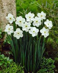 Daffodil Green Pearl Bluestone Perennials Spring Flowers Beautiful Flowers Pretty Flowers
