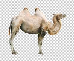 The bactrian camel is a large mammal native to the steppes of central asia. Okapi Giraffe Bactrian Camel Rhinoceros Zebra Png Clipart Adobe Adobe Stock Animal Animals Arabian Camel Free