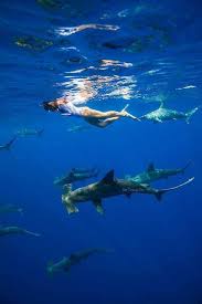 Pin By Andrew Van Zyl On Sharks National Marine Sanctuary Shark Oceans Of The World