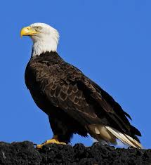 Virginia Bald Eagle by Lara Ellis