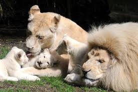 Trois Lionceaux De 13 Semaines Jouent Pres De Leurs Parents Yabu Et Nikita Au Zoo De La Fleche Ouest De La France Lionceau Zoo De La Fleche Zoo