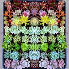 May save years of waiting. How To Grow Succulents From Seeds Guide Succulent City