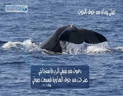 مكتبة الصور Image Whale Animals