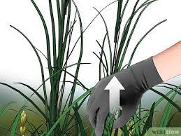 Dispose of the clumps where they cannot reseed or spread. 3 Ways To Control Johnson Grass Wikihow