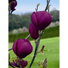 Check spelling or type a new query. 300mm Magnolia Black Tulip I N 3724703 Bunnings Warehouse Black Tulips Tulip Magnolia Magnolia Trees