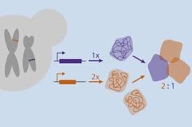 Ohm patel rna protein synthesis docx name ohm patel, beast academy advanced math curriculum for elementary school, copy of rnaproteinsynthesisse pdf name aliyah james date, student exploration rna and protein synthesis gizmo answer key. Tracking The Footprints Of Protein Synthesis