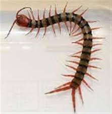 A giant centipede, scolopendra gigantea robusta, killing and eating a mouse. Centipede Bite Leaves Woman In Hospital