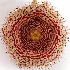 Image result for Huernia hystrix
