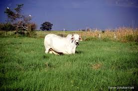 Image result for Cynodon aethiopicus