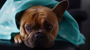 After treatment with prednisone, the dog will have about three months more to survive. What To Expect When Treating Dogs With Cancer With Prednisone Dog Products Guide