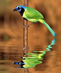 Birds Of A Feather Song Rio Jay Verde Nature Birds Beautiful Birds Bird Species