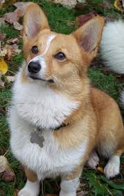 Handsome Corgi By Rebecca Lafrance Cute Dogs Corgi Dog Corgi Art