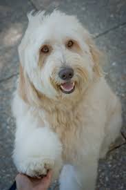 Volunteer to walk therapy dog at Hawthorne Gardens