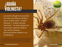 Aplica un ungüento antibiótico para ayudar a prevenir la infección. Antiveneno Contra Arana Violinista Ya Se Encuentra Disponible En Mexico Plenilunia