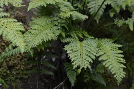 Image result for Asplenium tenuicaudatum