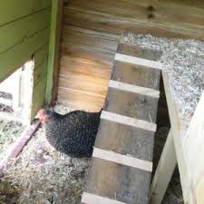 Idéalement, votre jardin devrait être distributeur de nourriture pour poules caddi. Les Poules Du Jardin Quel Espace Pour Vos Poules