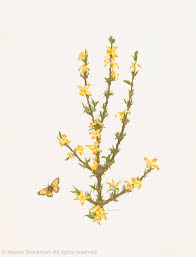 Image result for Pavetta rwandensis