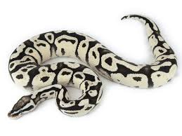 Axanthic Black And White Ball Python Collection Cute Snake Ball Python Morphs Ball Python