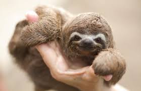 Mar 22 2020 explore malyndacombs s board sloth photos on pinterest. 40 Adorable Sloth Pictures You Need In Your Life Reader S Digest