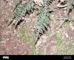 Image result for Vandenboschia