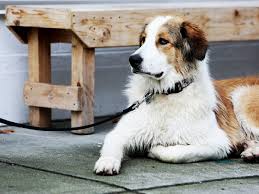 Faire garder son chien dans une famille d'accueil. Comment Faire Garder Son Chien A Paris