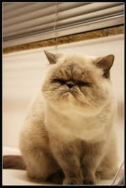 Pin On Cats