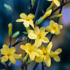 Image result for Jasminum breviflorum