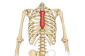 Best viewed on 1280 x 768 px resolution in any modern browser. The Sternum Connects All Ribs Together Forming The Rib Cage