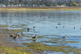 Usfws madison wetland management district, south dakota. Managed Retreat Toolkit Environmental Wetlands Migration Georgetown Climate Center