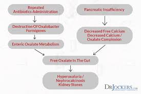 Could You Benefit From A Low Oxalate Diet Drjockers Com