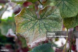 Image result for spider mites on cucumbers