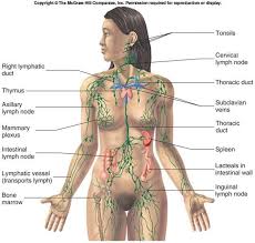 the lymphatic system a critical factor in female hormonal