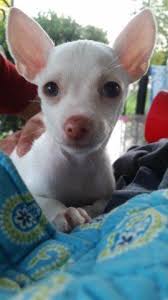 Chihuahua in dogs & puppies for sale. Teacup Chihuahua Puppies Pets And Animals For Sale Pennsylvania