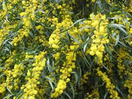 Image result for Acacia welwitschii