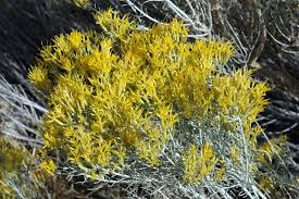 Image result for Tacazzea rosmarinifolia